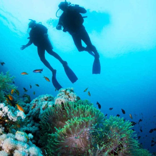 צלילה באילת2